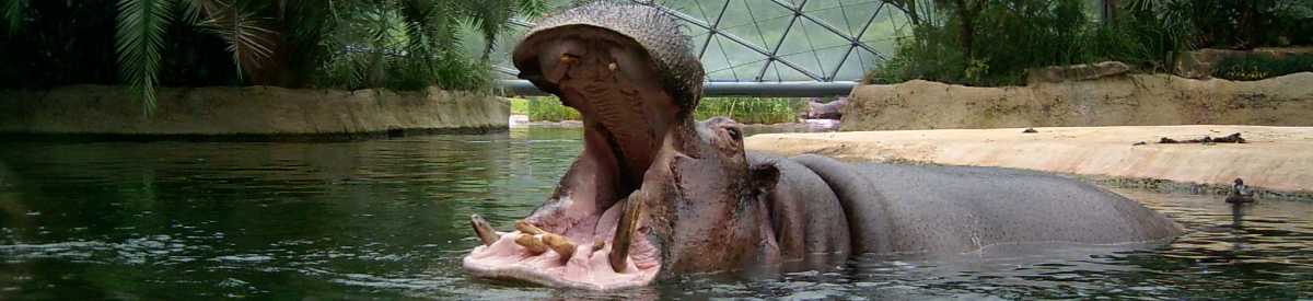 Im Berliner Zoo sind Flusspferde zu beobachten.